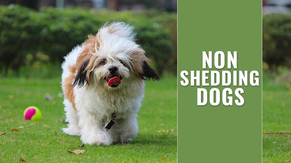 Non Shedding Dogs