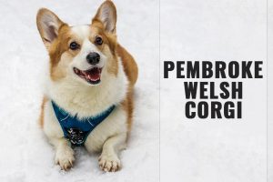 Pembroke Welsh Corgi