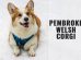 Pembroke Welsh Corgi