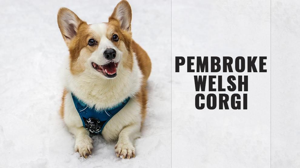 Pembroke Welsh Corgi