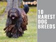 Rarest Dog Breeds