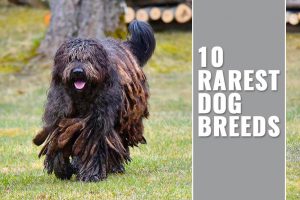 Rarest Dog Breeds