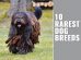 Rarest Dog Breeds