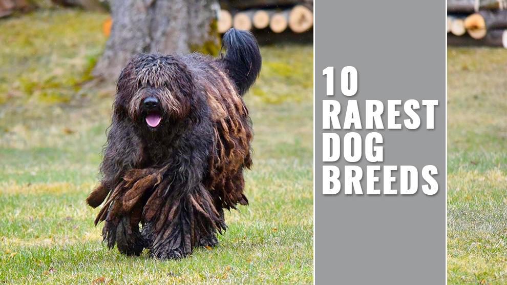 rarest dog