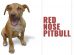Red Nose Pitbull