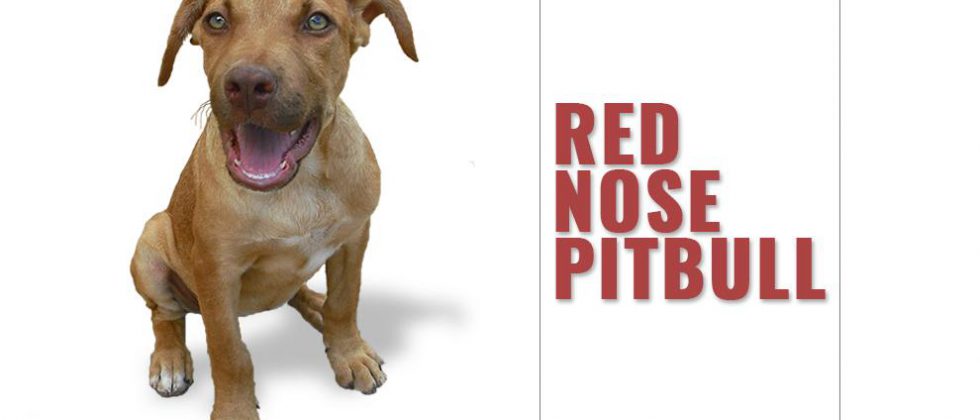 Red Nose Pitbull