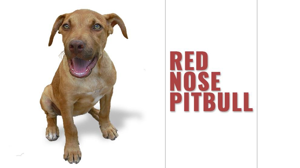 ikke tilbehør Tegnsætning Red Nose Pitbull - 15 Must Know Facts Before You Own The Breed - Petmoo