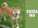 Shiba Inu
