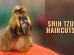Shih Tzu Haircuts