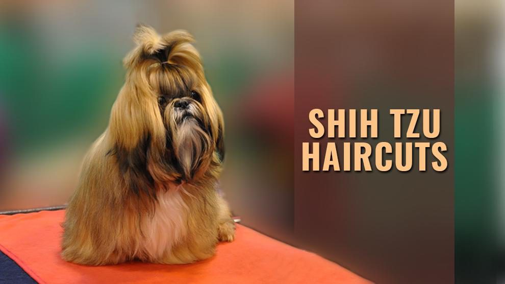 Shih Tzu Haircuts for Summer - wide 3