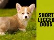 Short Legged Dogs