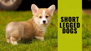 Short Legged Dogs