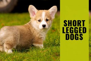 Short Legged Dogs