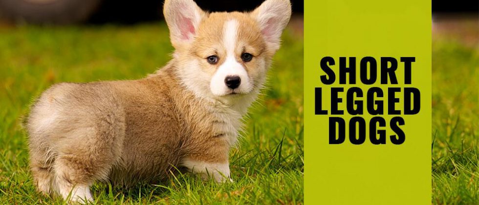 Short Legged Dogs