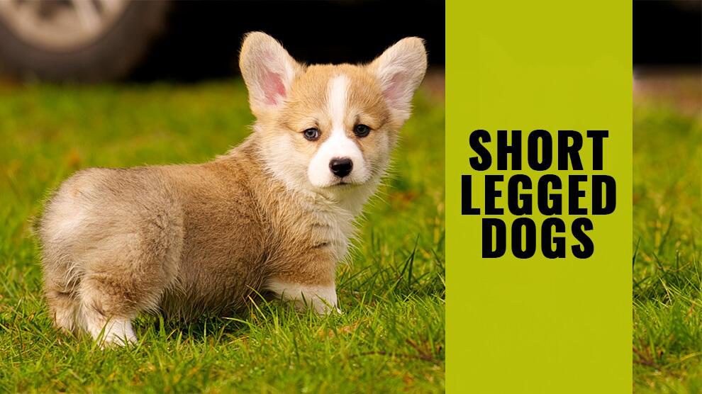 dog breed long body short legs