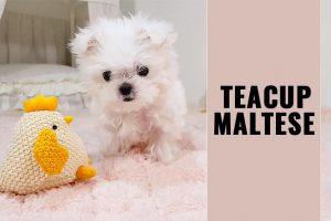 Teacup Maltese