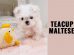 Teacup Maltese