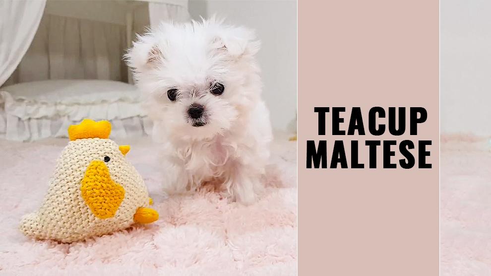 best toys for maltese puppies