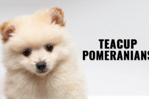 Teacup Pomeranian