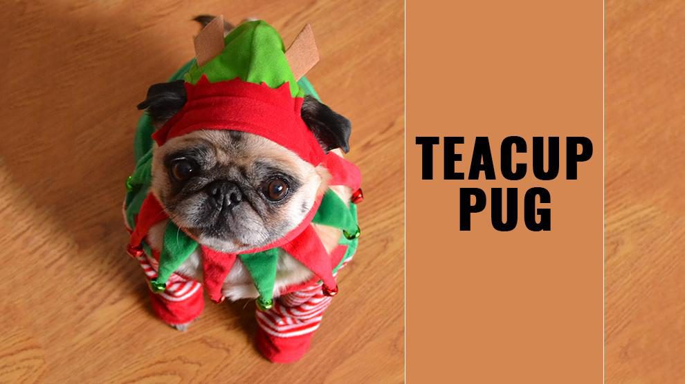 Teacup Pug - 9 Interesting And Unknown Facts About The Tiny Dog - Petmoo