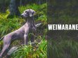 Weimaraner