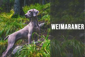 Weimaraner