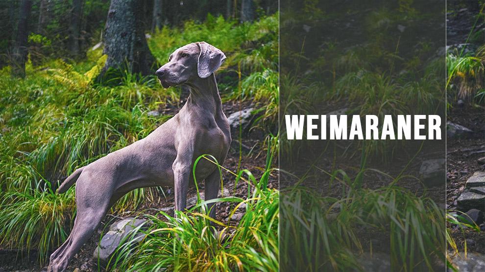 weimaraner vorstehhund