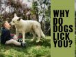 Why Do Dogs Licks Your Face?