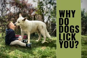 Why Do Dogs Licks Your Face?