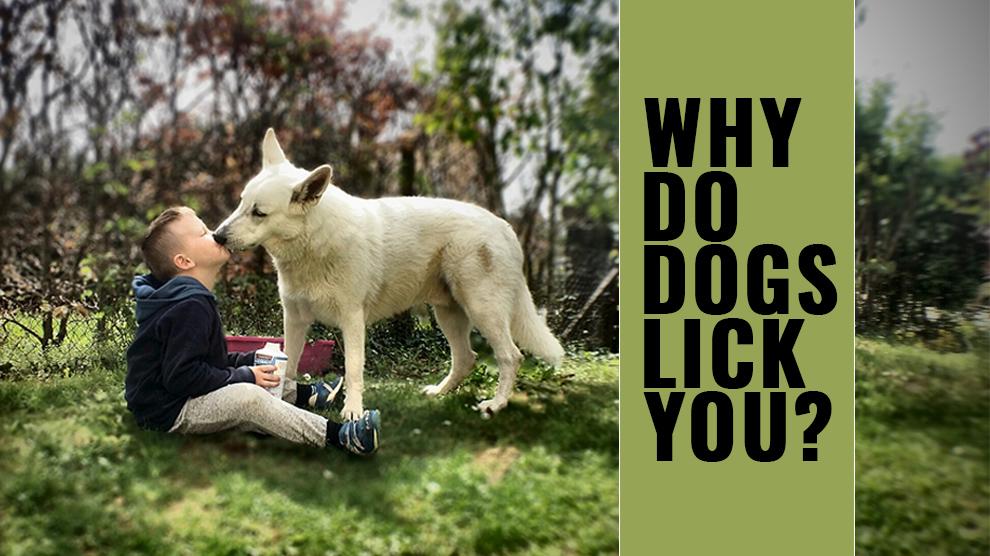 What It Means When Dogs Lick Your Face