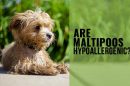 Are Maltipoo Hypoallergenic?