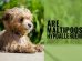 Are Maltipoo Hypoallergenic?