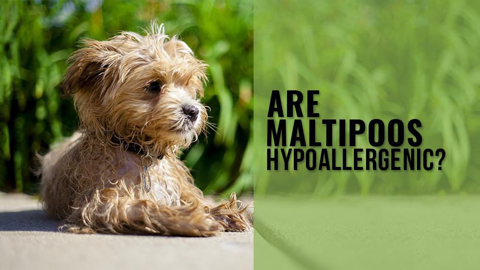 Are Maltipoo Hypoallergenic?