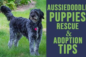 Aussiedoodle Puppy Rescue And Adoption