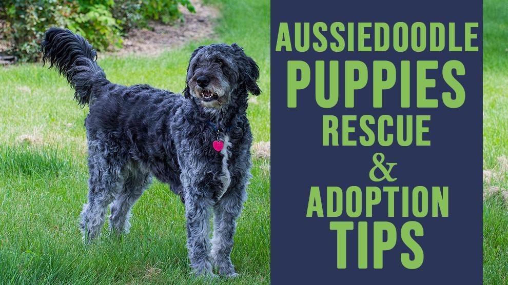 Aussiedoodle Puppy Rescue And Adoption 