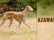 Azawakh