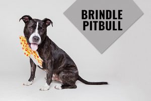 Brindle Pitbull