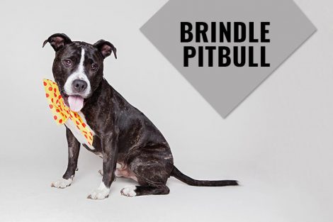 Brindle Pitbull