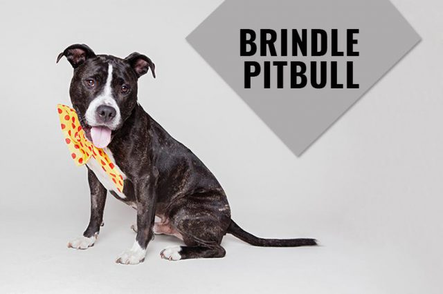 Pitbull Lab Mix - Complete Guide For A Bullador Owner - Petmoo