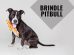 Brindle Pitbull