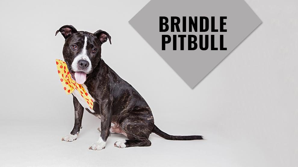 Brindle Pitbull