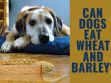 Can Dogs Eat Wheat