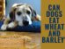 Can Dogs Eat Wheat