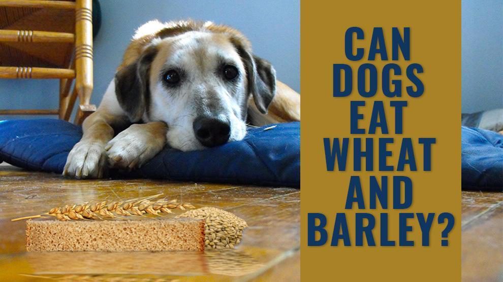 should dogs eat grains