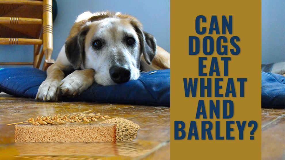 Can Dogs Eat Wheat Is Barley Safe For Dogs Petmoo