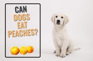 Can Dogs Eat Peaches?