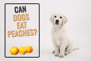 Can Dogs Eat Peaches?