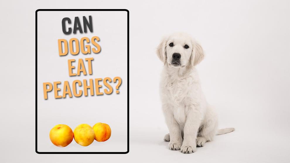 Can Dogs Eat Peaches?