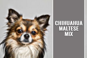 Chihuahua Maltese Mix