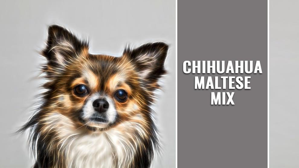 Chihuahua Maltese Mix